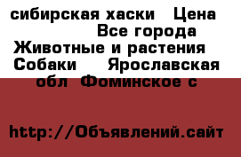 l: сибирская хаски › Цена ­ 10 000 - Все города Животные и растения » Собаки   . Ярославская обл.,Фоминское с.